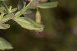 Florida calamint